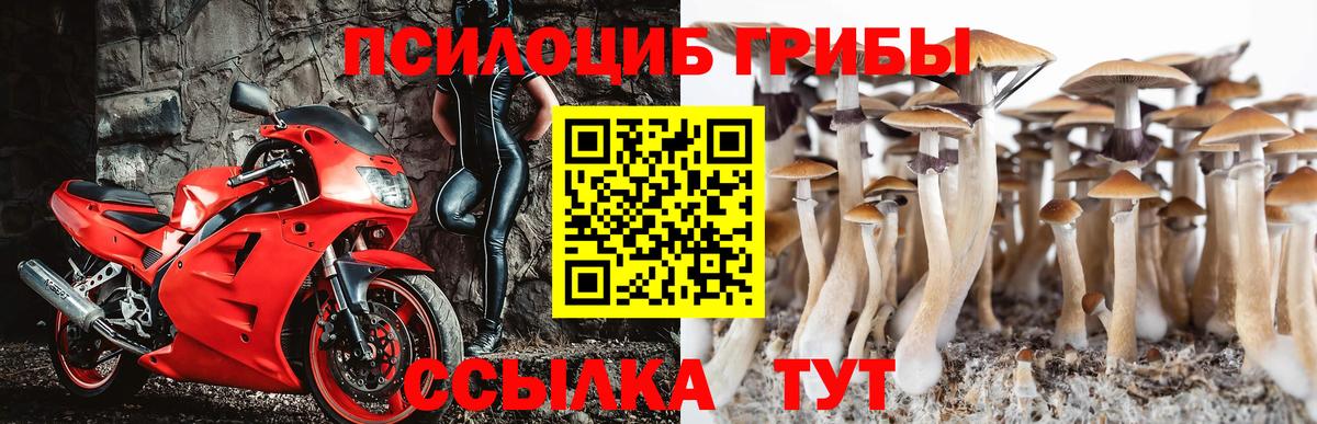 Новосибирск  продажа наркотиков  Вход с VPN  Псилоцибиновые грибы Psilocybe 